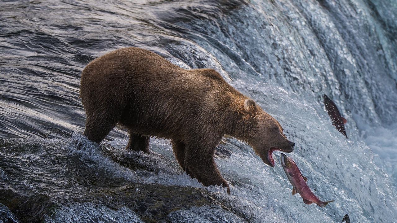 Alaska jogger dragged 100 yards by bear in terrifying predawn attack near driveway