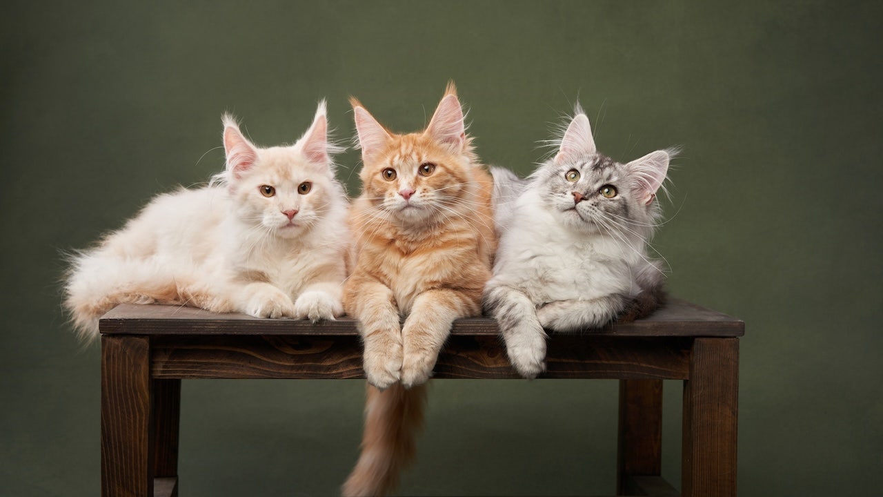 Don’t miss these purrfect blind times during the Amazon cat’s week’s weeks: Boxes of automatic waste, beds and toys all are for sale