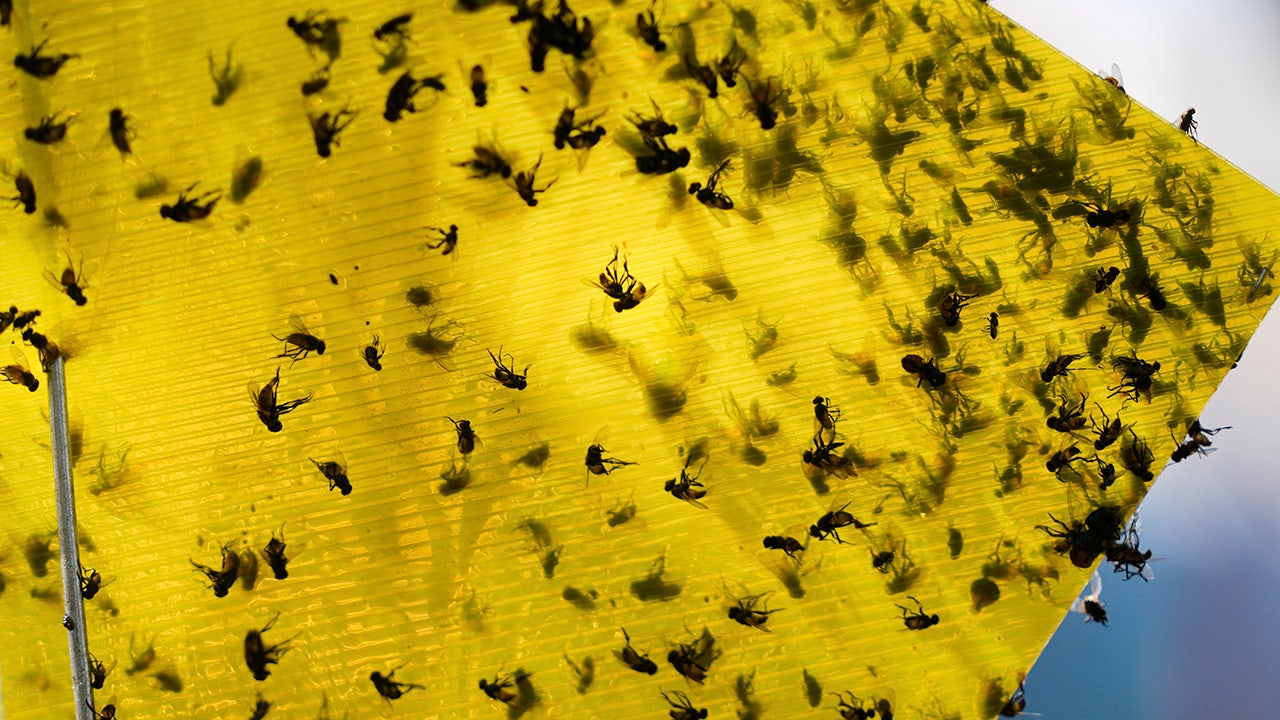 USDA announces 0M sterile fly breeding program to protect cattle from Mexican flesh-eating maggots