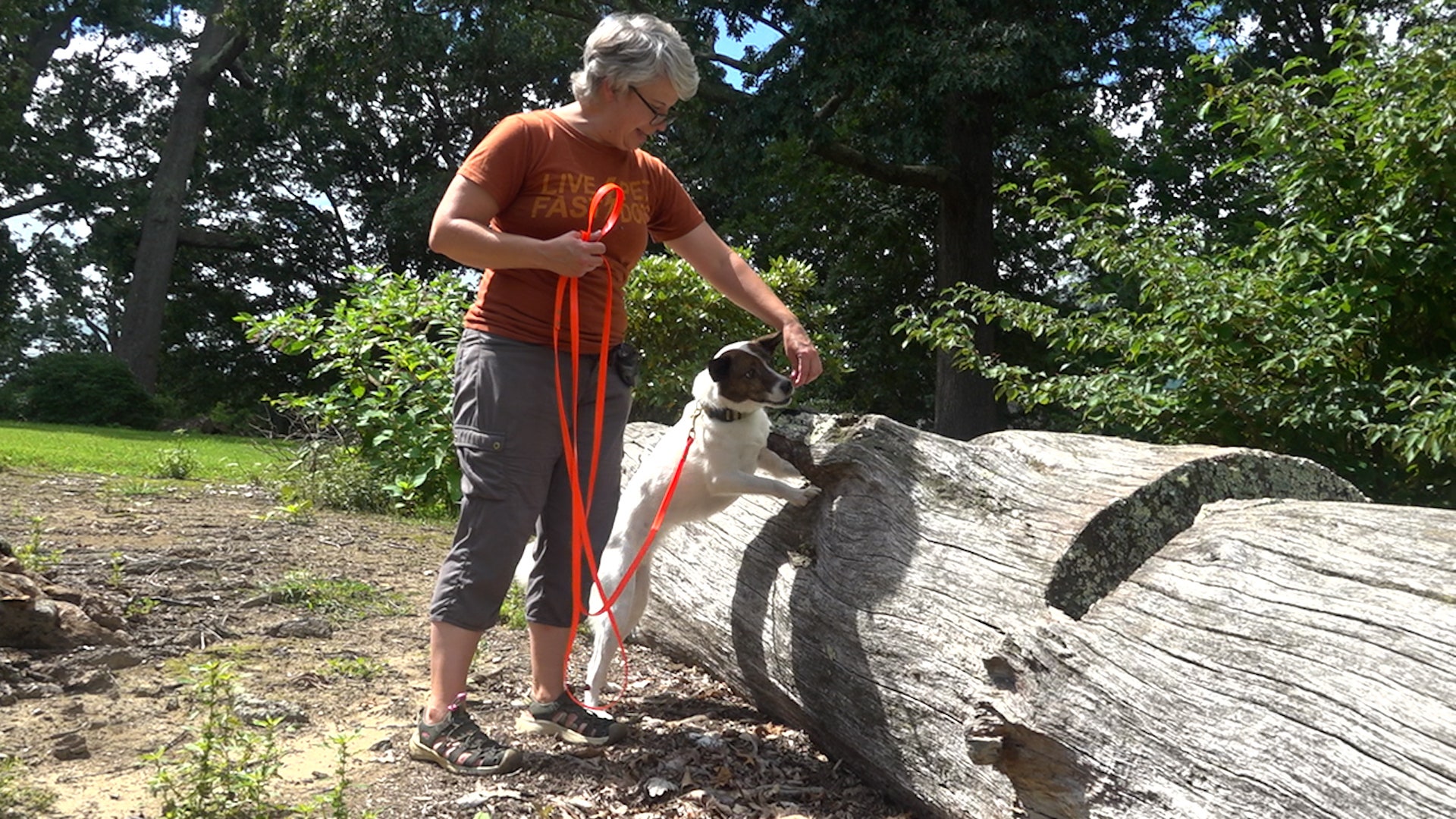 Virginia Tech study shows dogs can detect invasive lanternfly