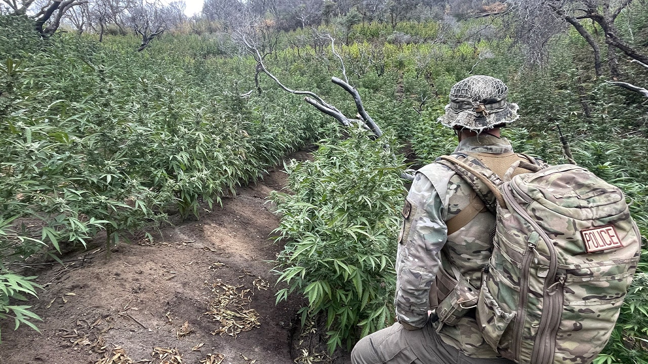 Officials remove massive marijuana grow from California’s Sequoia National Park