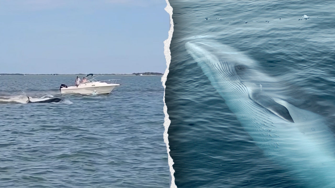 Boat collision kills 20-foot whale in Jersey Shore waters