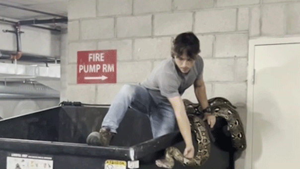Reptile hunter climbs into apartment building dumpster to remove 16-foot python in Los Angeles