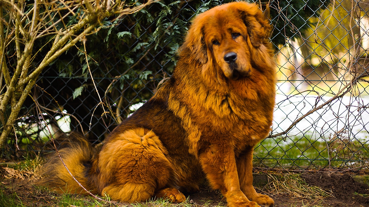 Man confronts woman over large dog in fast-food restaurant, sparking online debate
