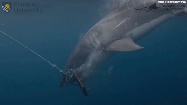 Scientists test bite-resistant wetsuits that could reduce shark attack damage