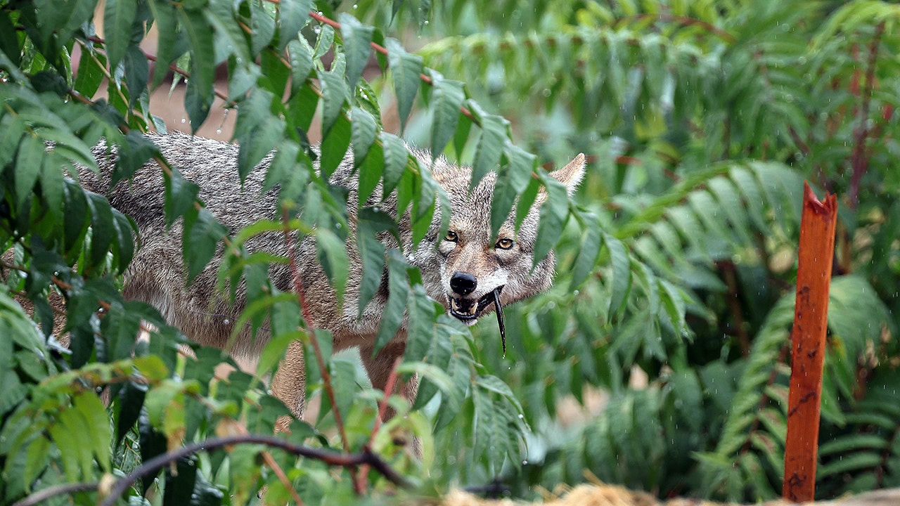 Oregon child attacked by coyote during game of hide-and-seek in backyard, state officials sound alarm Oregon child attacked by coyote during game of hide-and-seek in backyard, state officials sound alarm