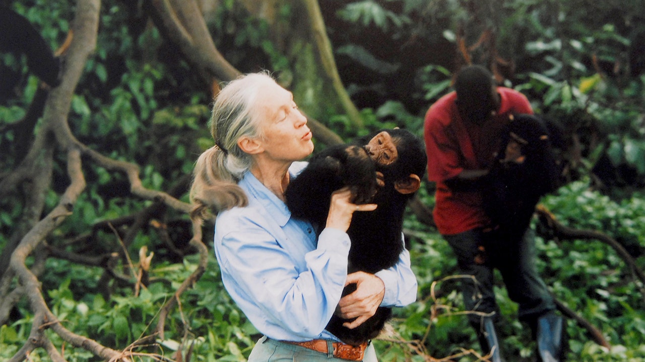 Jane Goodall, pioneer who discovered chimpanzees use tools, dead at 91 during U.S. tour