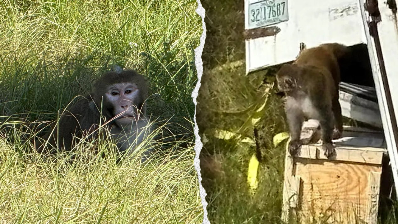 3 escaped monkeys still at large after Mississippi truck crash, 5 killed