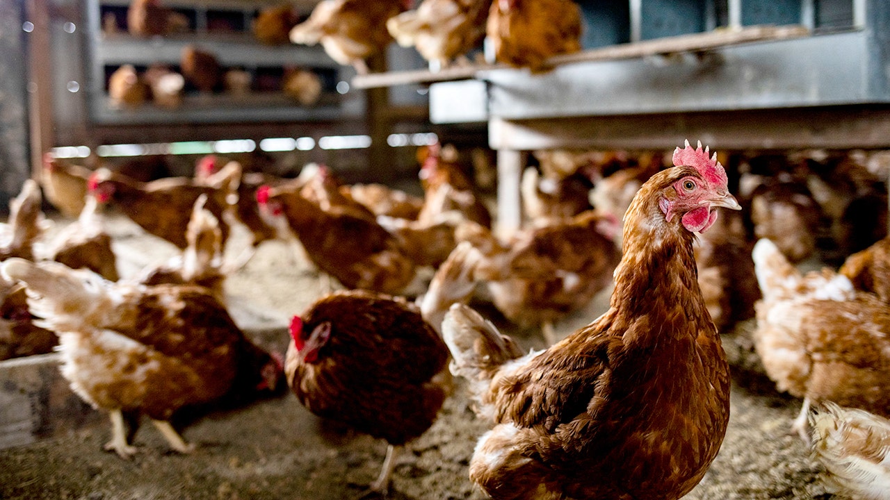 Georgia chicken farm reports bird flu outbreak affecting 140,000 birds Georgia chicken farm reports bird flu outbreak affecting 140,000 birds