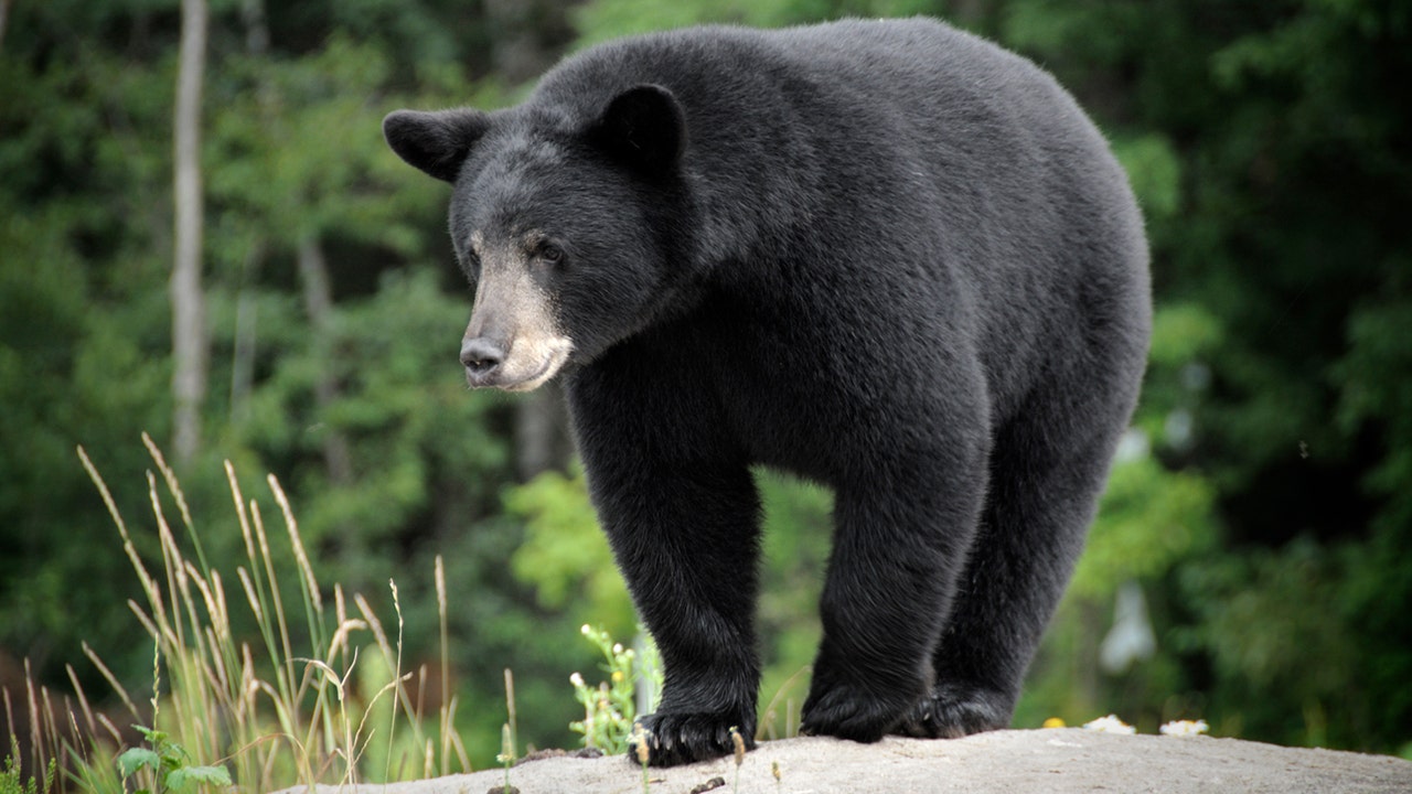 Wild bear visits Sequoia Park Zoo in California, delights staff members