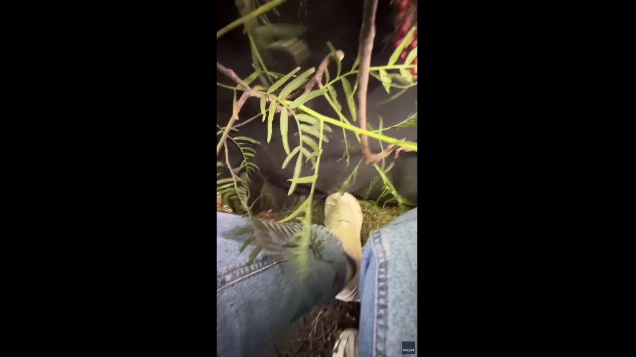 This was the perspective of one rider on a hot-air balloon that crashed into a tree. (Roxana Sevilla/Storyful)