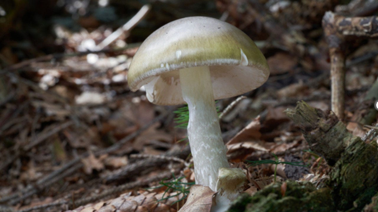 California health officials issue urgent warning to mushroom foragers after deadly poisoning outbreak California health officials issue urgent warning to mushroom foragers after deadly poisoning outbreak