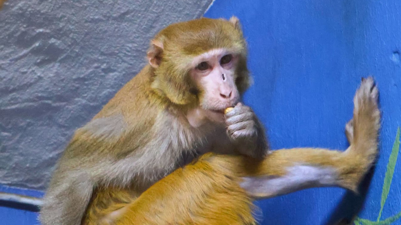 Forrest's Journey: From Tragedy to Sanctuary