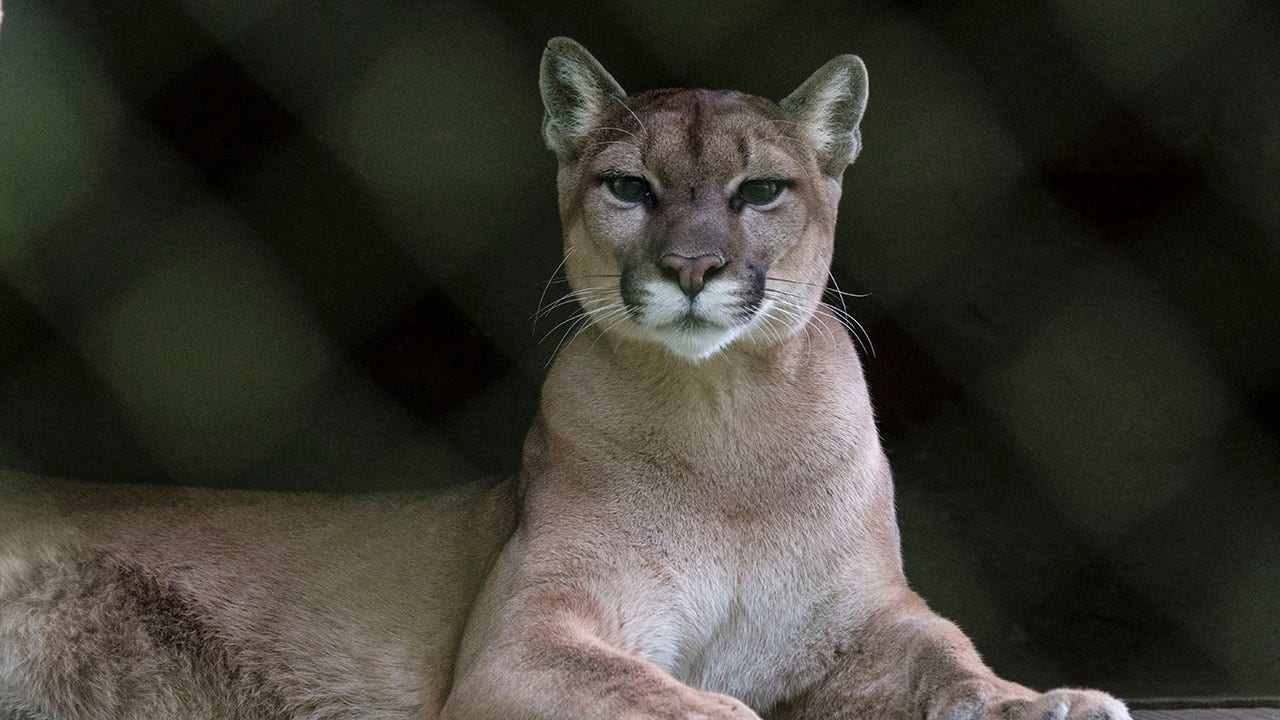 Runner fought off mountain lion with stick just weeks before fatal attack on same Colorado trail Runner fought off mountain lion with stick just weeks before fatal attack on same Colorado trail