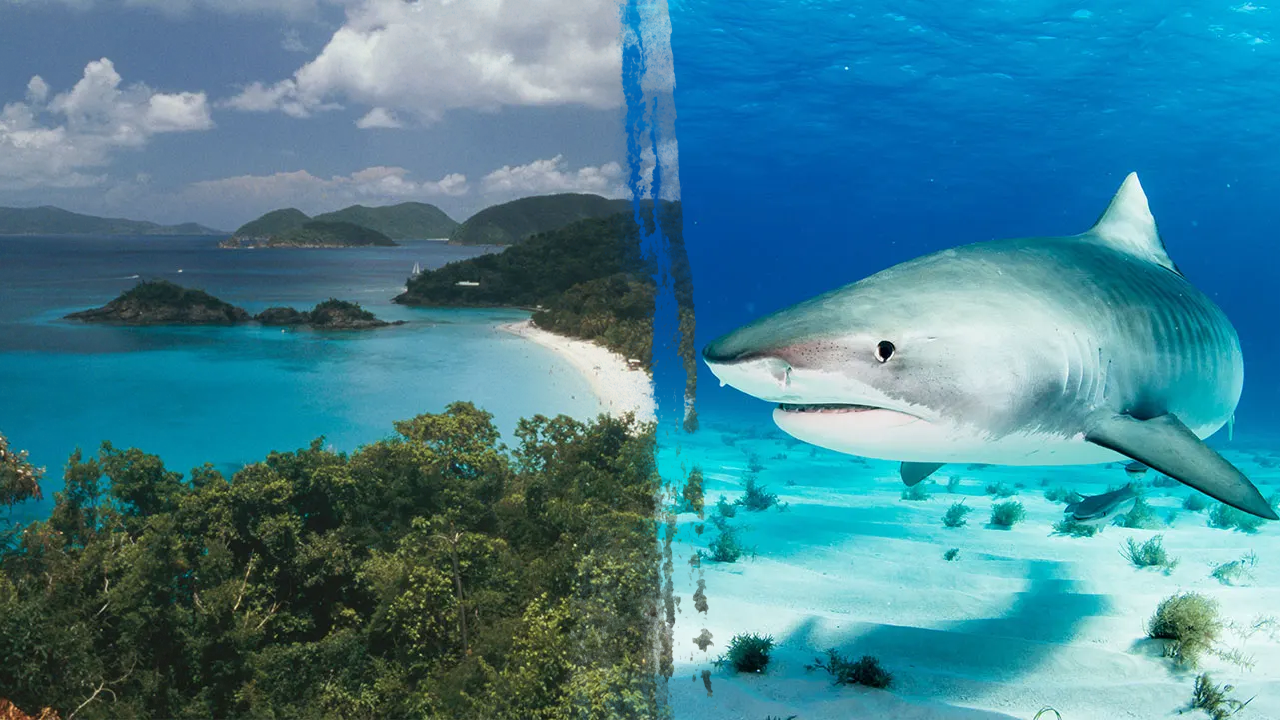 Minnesota woman killed in US Virgin Islands shark attack Minnesota woman killed in US Virgin Islands shark attack