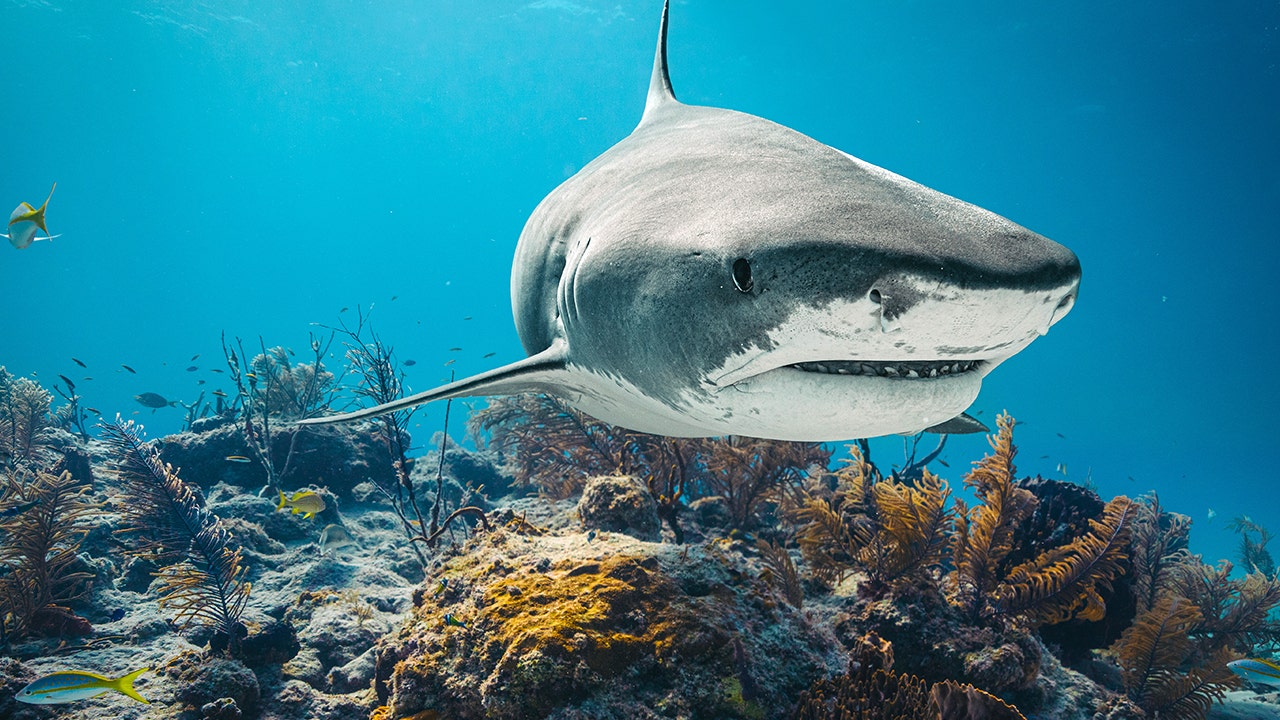 Bahamas Shark Incident Highlights Disparities in Remote Health Infrastructure and Ecological Pressures