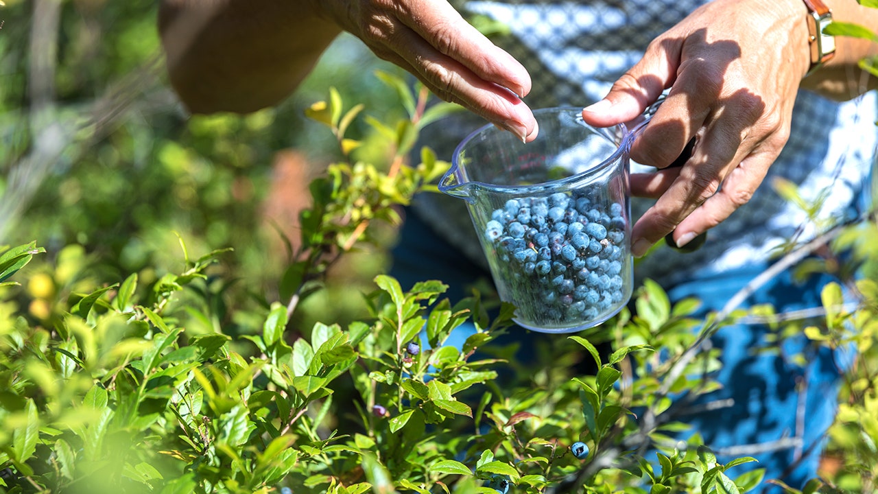 Los arándanos silvestres mejoran la salud del corazón y la función vascular, según una nueva revisión