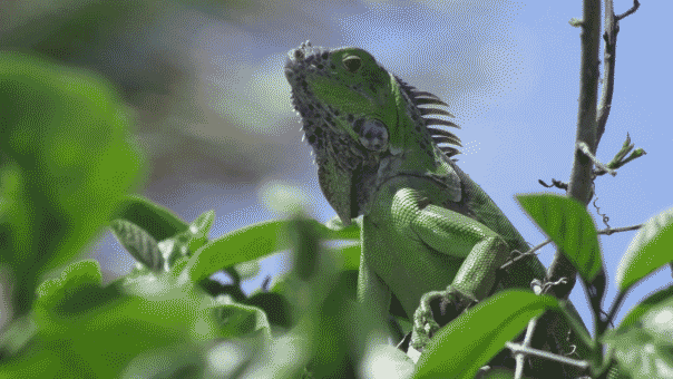 A green iguana in nature.
