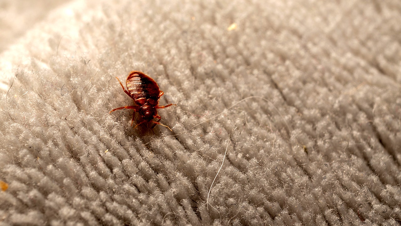 Spring break travelers should be cautious, as bedbug cases linked to travel are rising in some Southern states. (iStock)