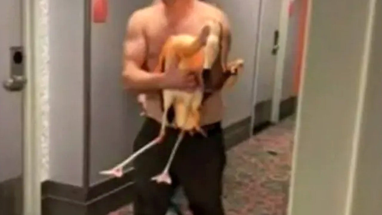 A Flamingo Heist: The Harrowing Consequences of a Tourist's Bizarre Night