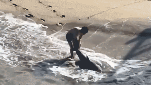 Heart-pounding video shows fisherman leaping into ocean to save great white shark
