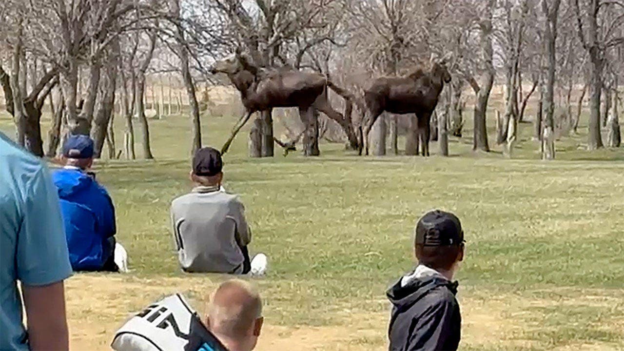 Moose Interrupt High School Golf Tournament at North Dakota Country Club