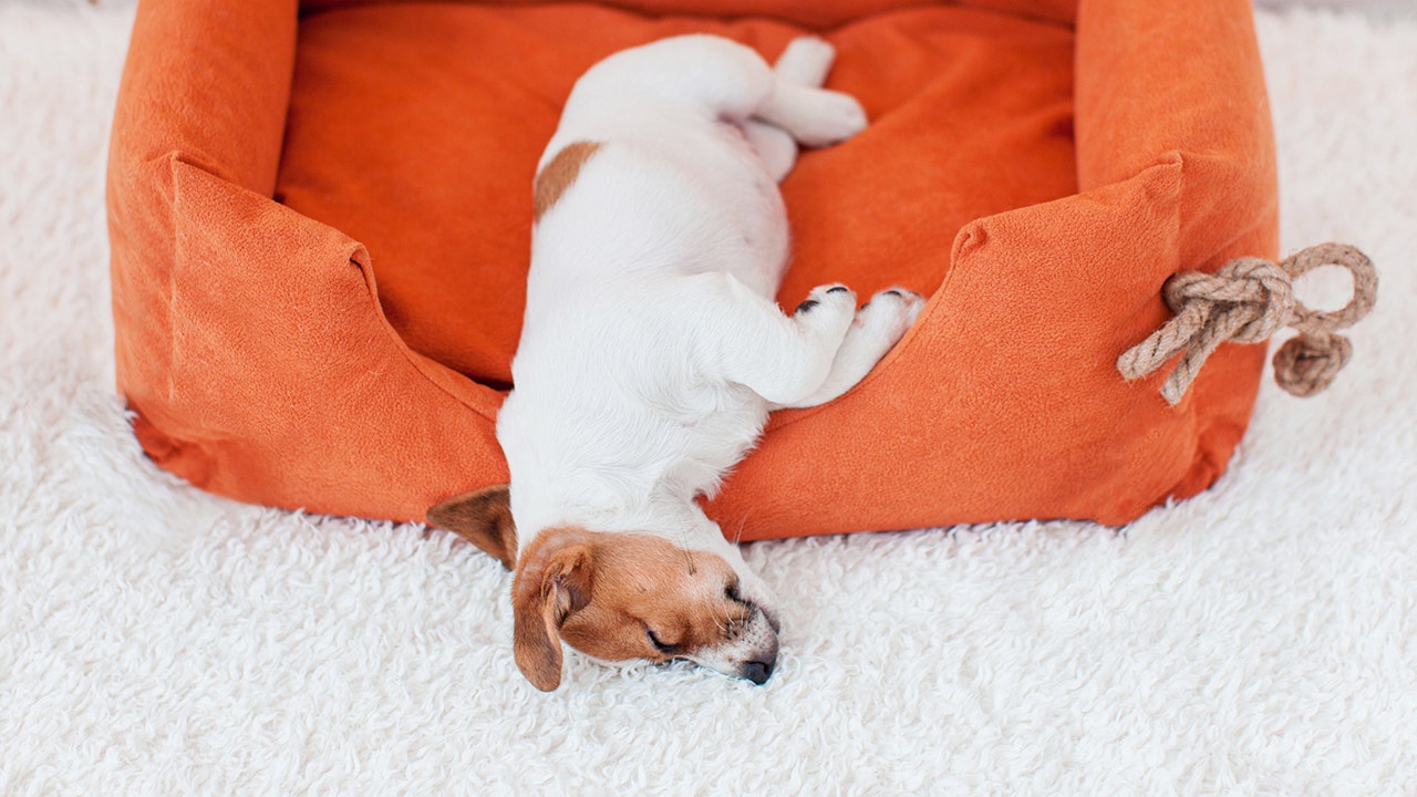 Amazon Pet Days is here: Save up to 50% on toys, treats and more
