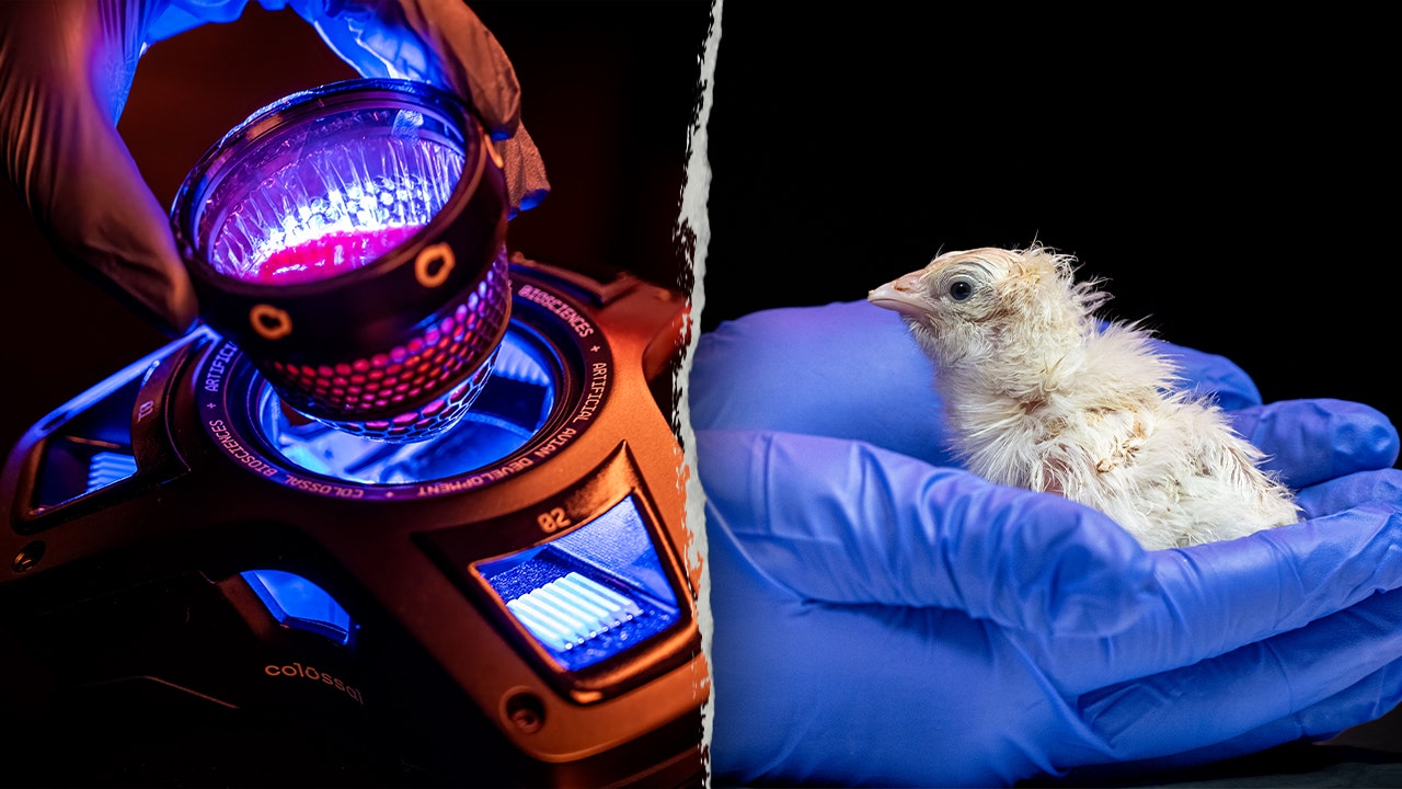 Texas company hatches live chicks from artificial eggs in breakthrough that could revive the dodo: report