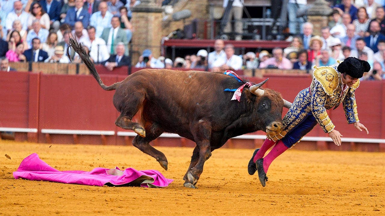 Weeks after bullfighter suffered perforated rectum, another was gored in groin and required emergency surgery