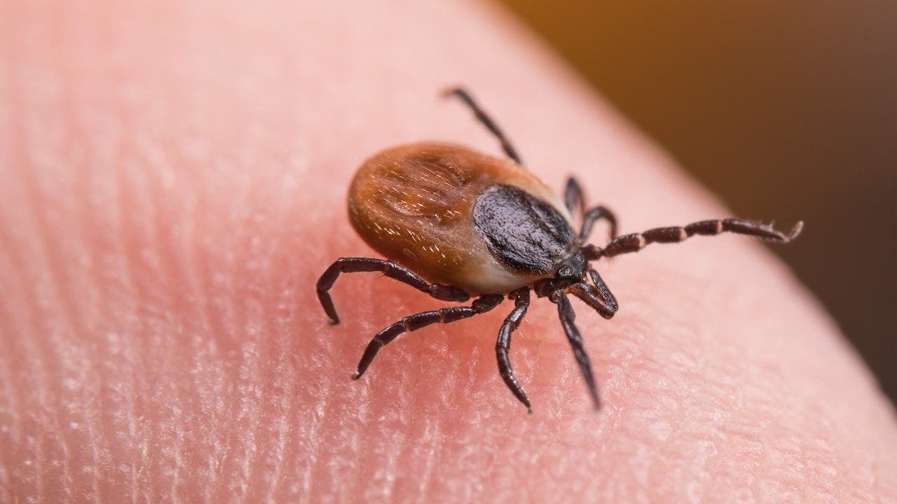 Tick bite ER visits hit highest seasonal level in years as doctors warn of disease surge