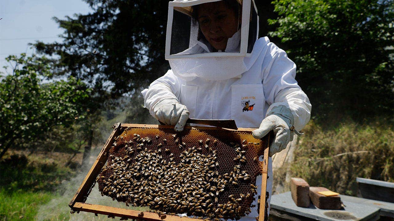 AI robotic beehives installed in Florida community claim 70% reduction in colony collapse threatening crops AI robotic beehives installed in Florida community claim 70% reduction in colony collapse threatening crops