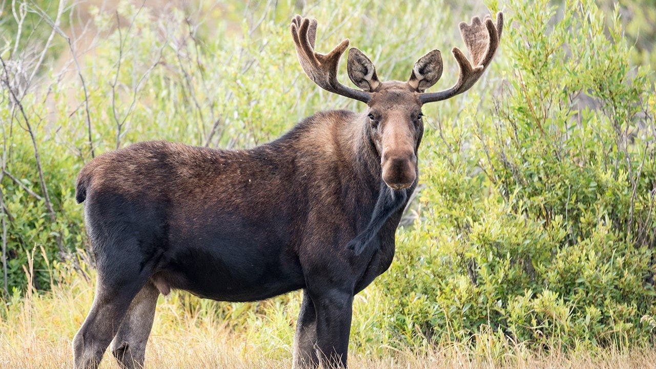 Video captures moment a moose runs straight into a vehicle while chasing dogs through the wilderness Video captures moment a moose runs straight into a vehicle while chasing dogs through the wilderness