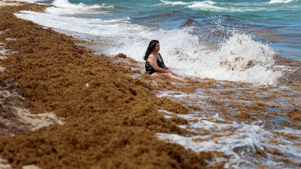 Record seaweed invasion leaves beachgoers gagging as fumes raise health fears