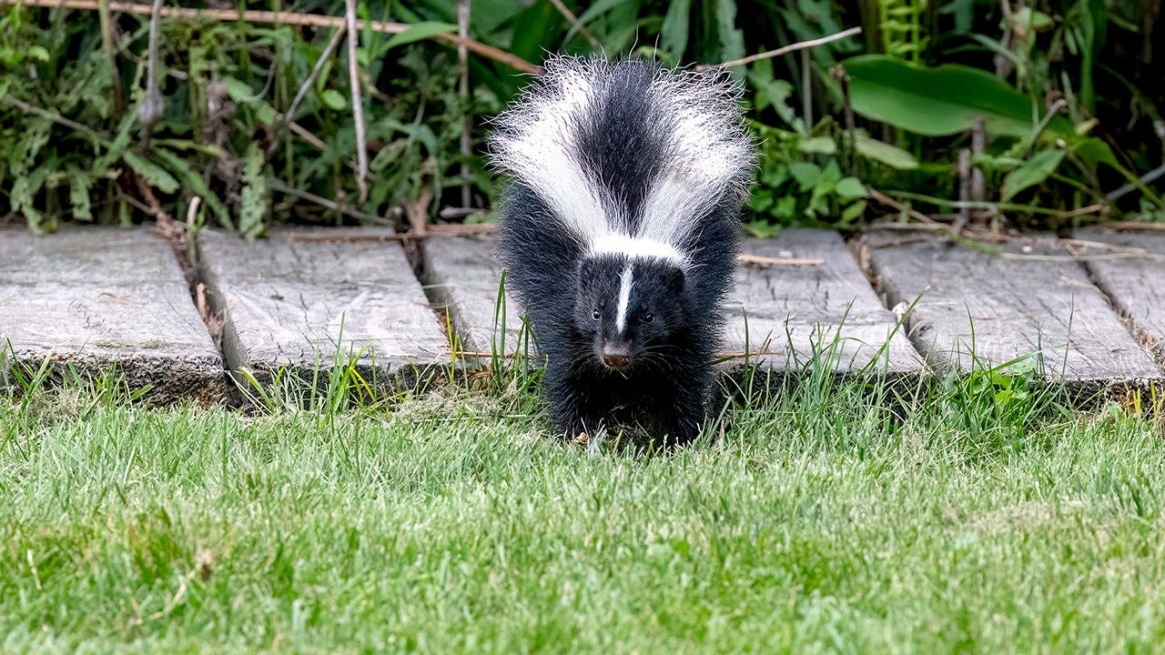 Popular household remedy for keeping skunks away dismissed as myth by wildlife expert Popular household remedy for keeping skunks away dismissed as myth by wildlife expert
