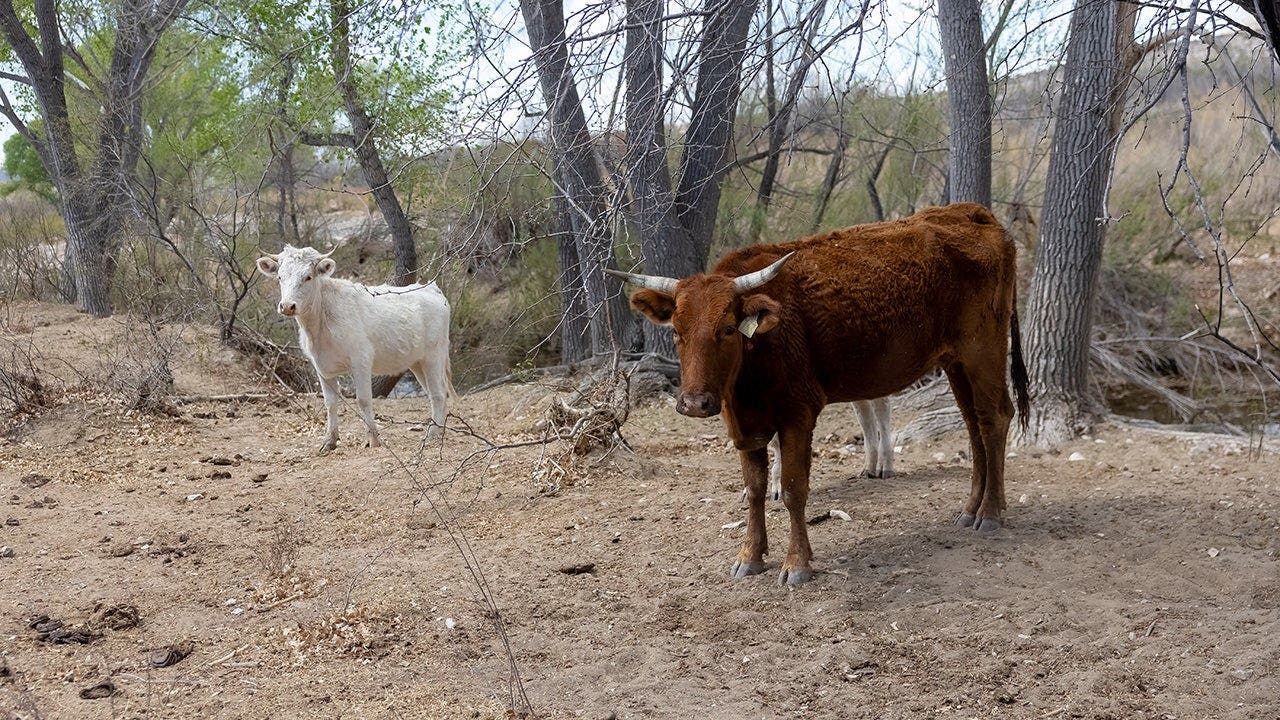 Flesh-eating screwworm found in Texas calf as ranchers brace for possible spread