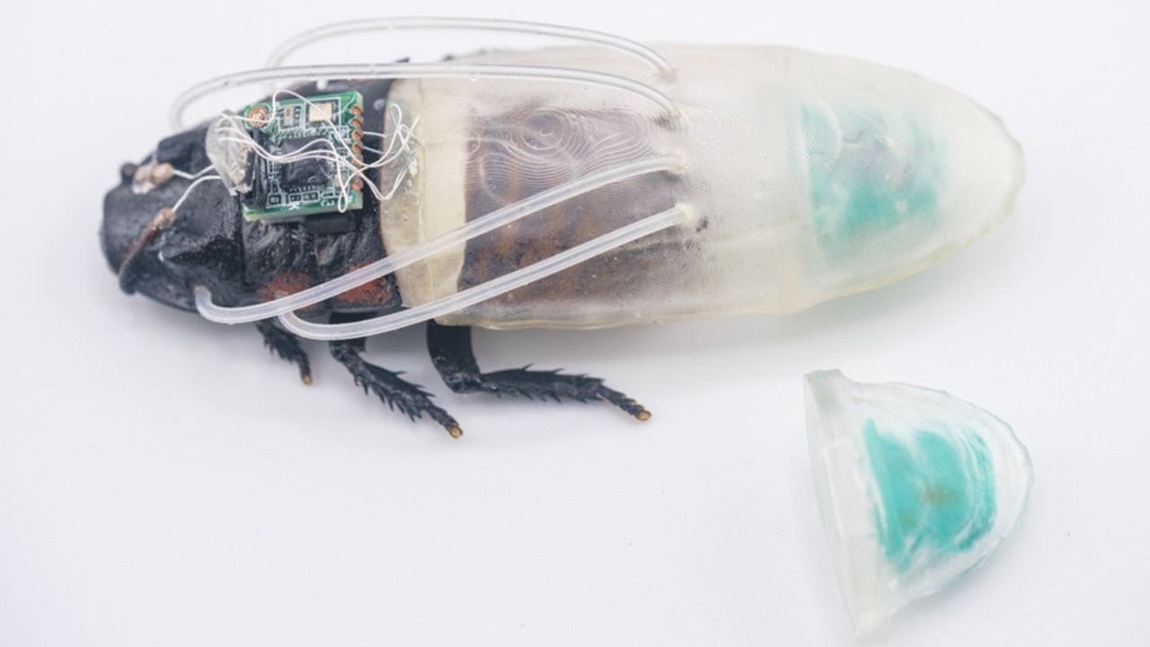 Cyborg cockroach diving suit could aid disaster search and rescue