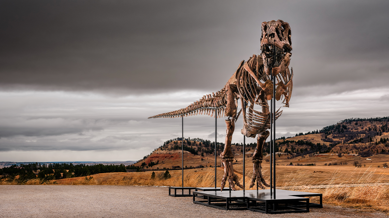 Massive T. rex fossil roars to million sale, becoming one of the priciest ever auctioned Massive T. rex fossil roars to million sale, becoming one of the priciest ever auctioned