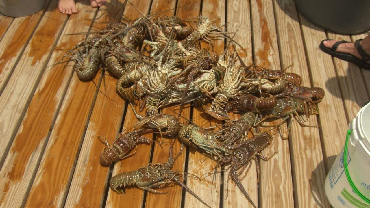 The spiny lobster season begins in Florida, drawing eager divers to the water The spiny lobster season begins in Florida, drawing eager divers to the water