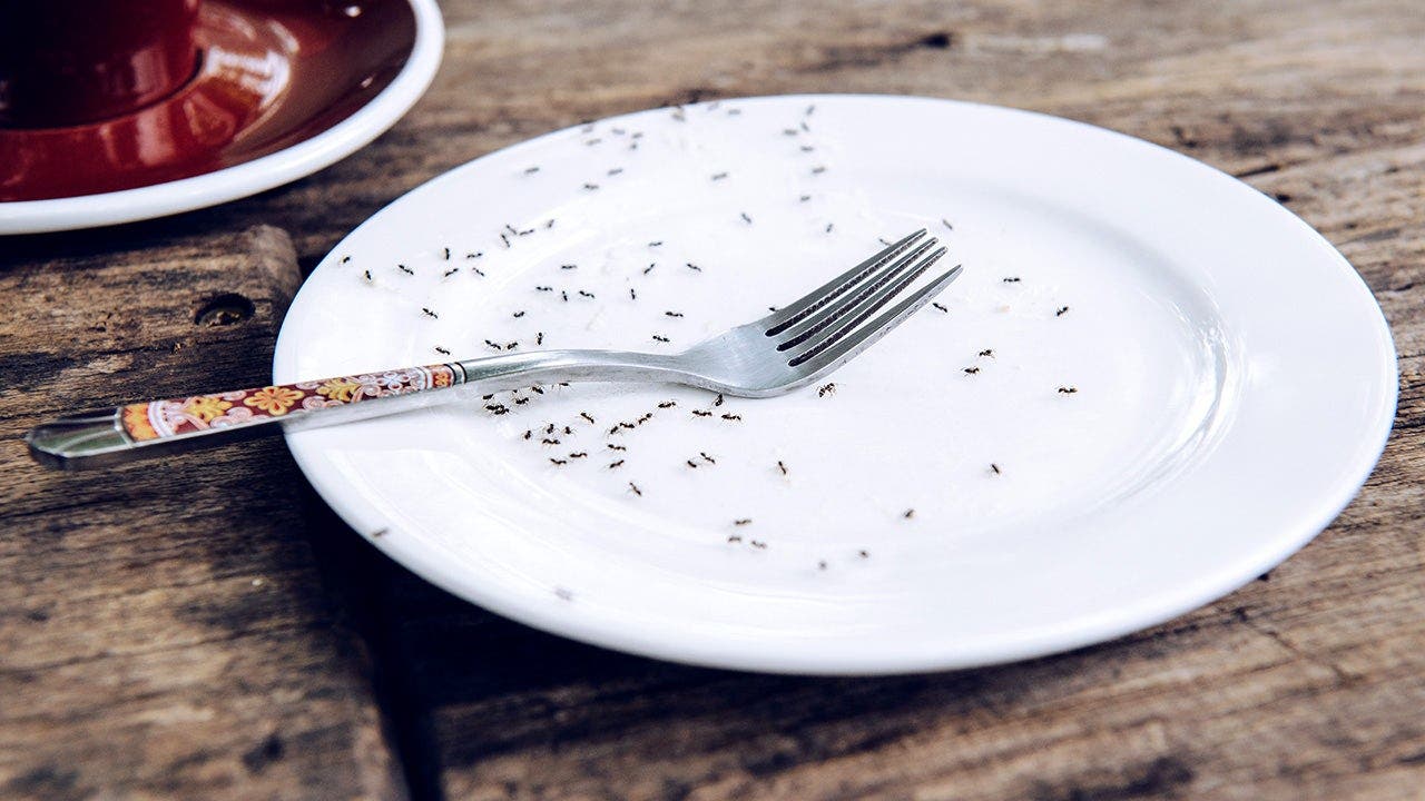 Michelin-starred chef facing jail after allegedly serving nearly 50,000 ants to diners
