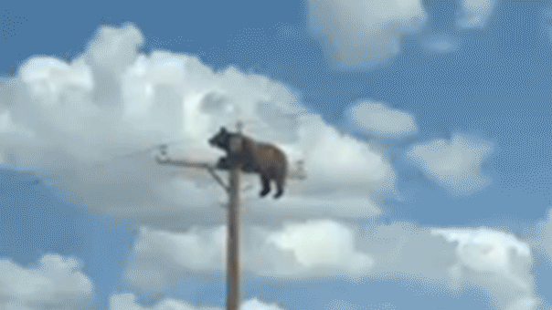 Bear Spotted Perched on New Mexico Utility Pole in Unlikely