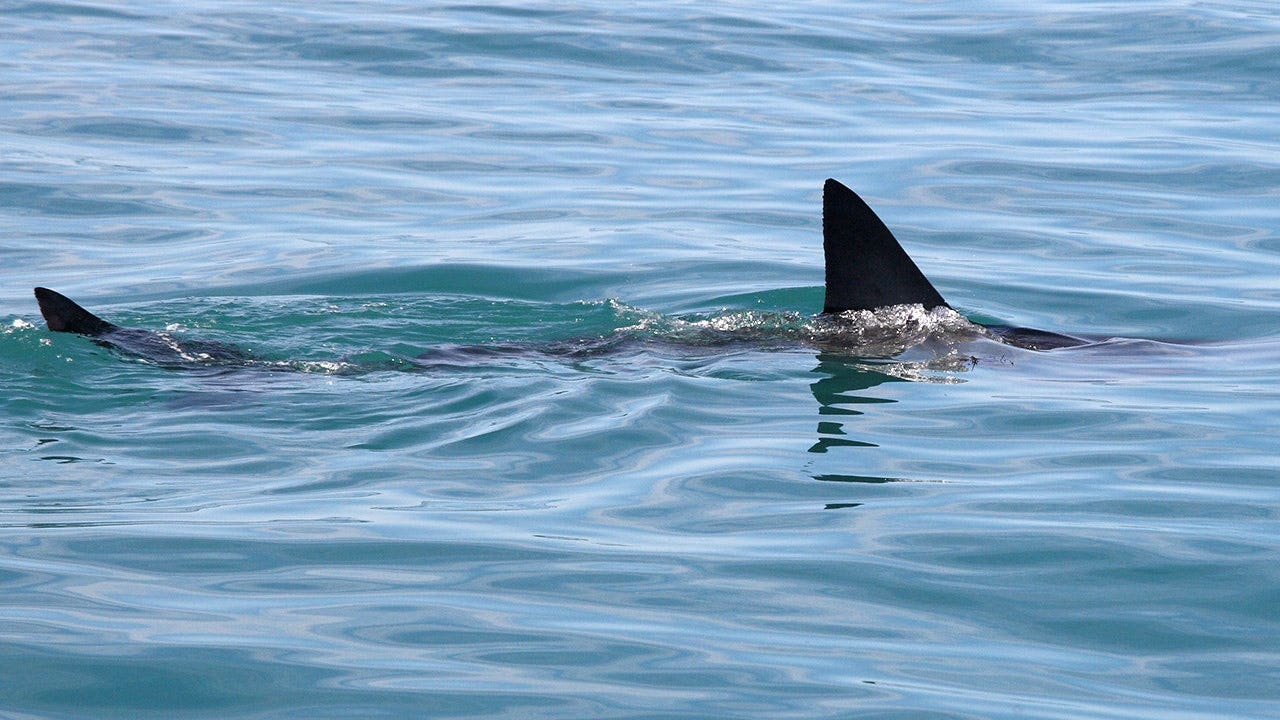 Shark Week puts shark bite survival in focus with ER doc's expert tips