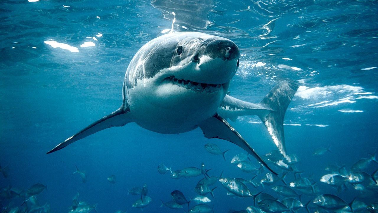 Shark Week fans may want to think twice before eating this ocean predator, experts warn