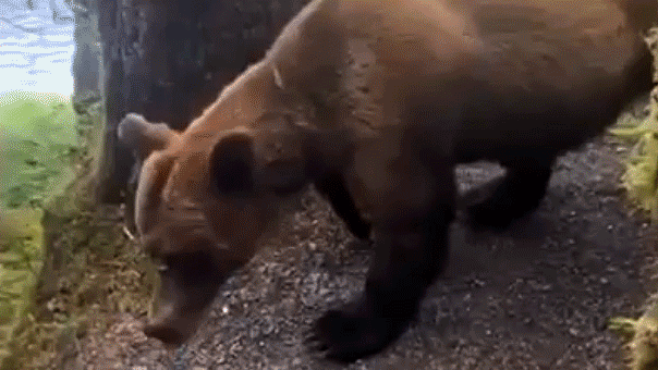 Terrified hikers face nightmare survival scenario after heart-pounding grizzly bear encounter