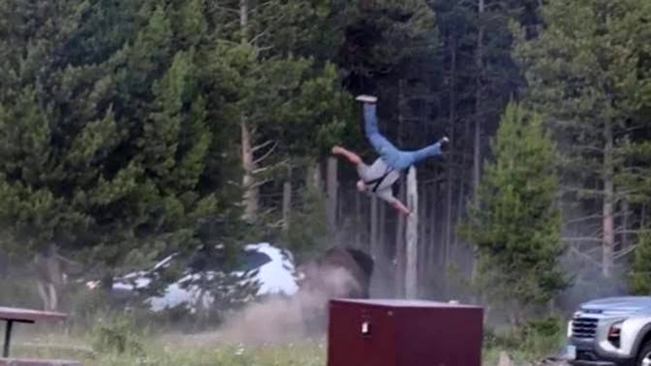 Shockingly, the Yellowstone bison that gored a grandfather won’t be put down