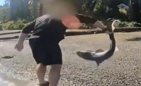Oregon Man Charged with Illegally Wrestling Protected Sharks in Puget Sound Investigation