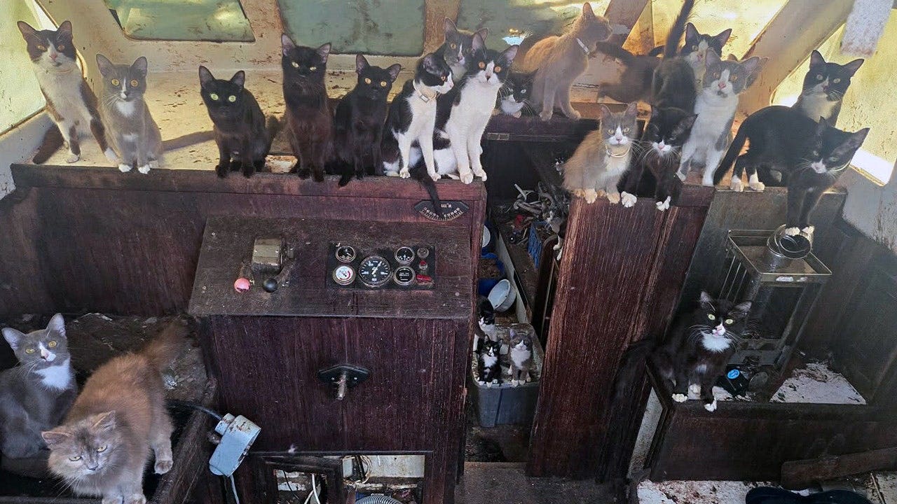 Police rescue 60 cats and kittens from abandoned sailboat off Washington beach after 6-day operation Police rescue 60 cats and kittens from abandoned sailboat off Washington beach after 6-day operation