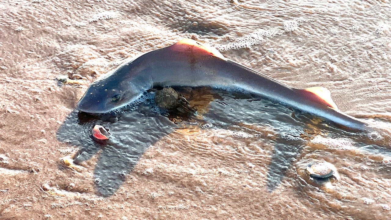 Beach walk takes horrifying turn after woman spots something scattered in the sand Beach walk takes horrifying turn after woman spots something scattered in the sand