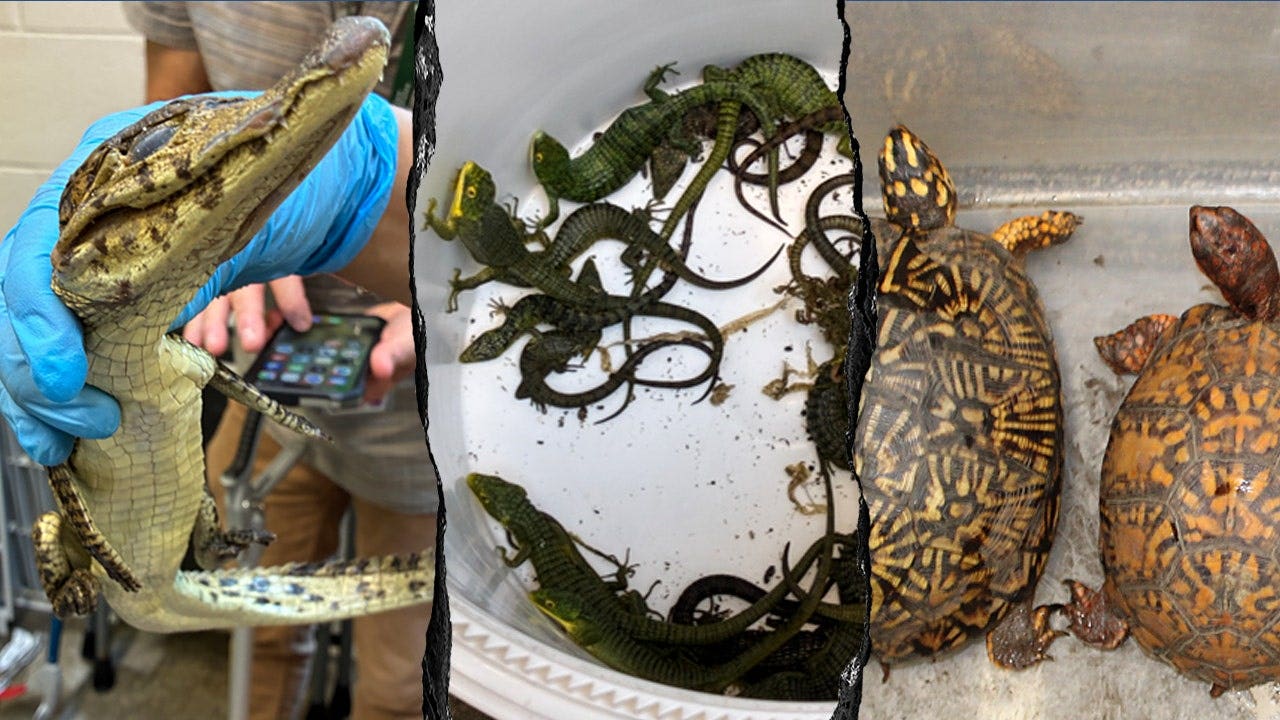 69 live animals found stuffed in pillowcases in hidden car compartment after border arrest: Feds