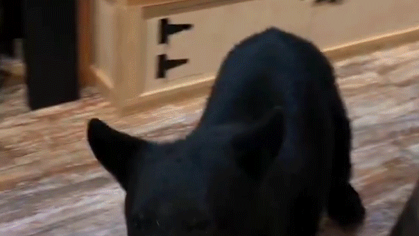 Bear crashes couple's anniversary getaway, rummages through Tennessee tea shop before jumping on counter