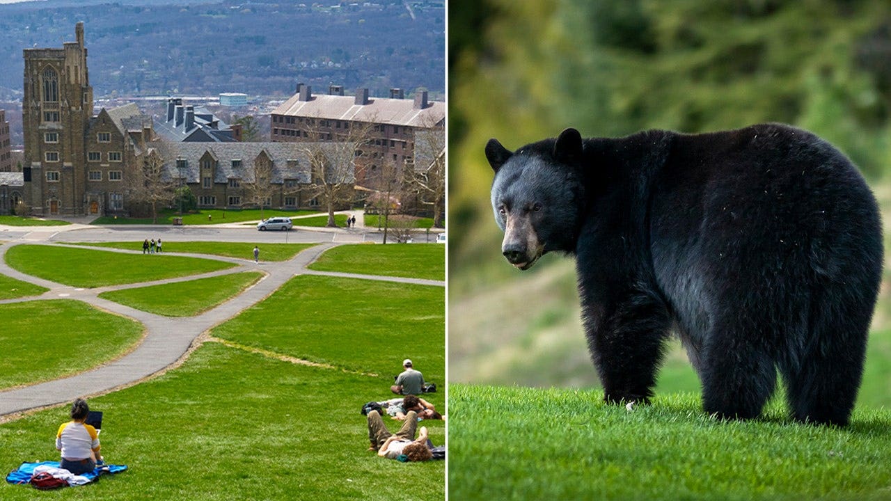 Cornell bans bear butchering after students carved up creature in dorm kitchen Cornell bans bear butchering after students carved up creature in dorm kitchen